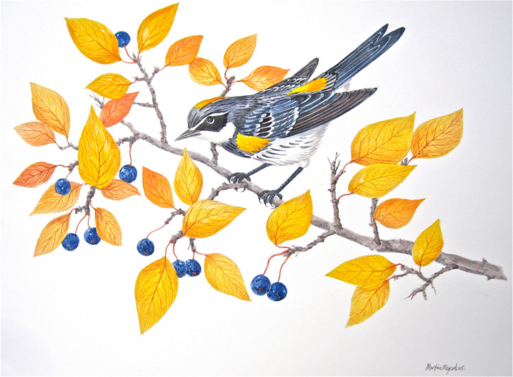 The yellow of the Warbler matches the yellow leaves. 