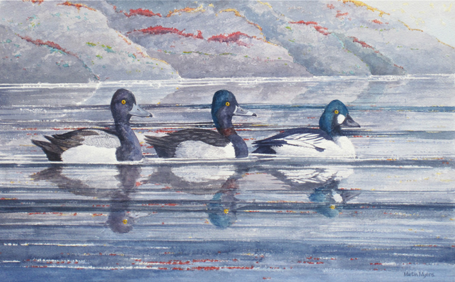 A Lesser Scaup, Ring-necked Duck & Goldeneye glide along in northern waters.