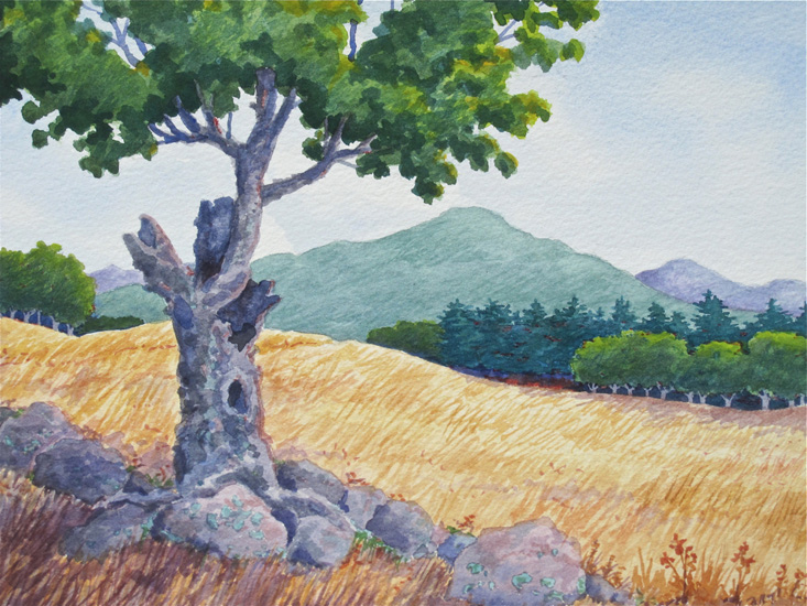 A lone weather beaten maple tree sits in a yellow summer field with a mountain in the background.